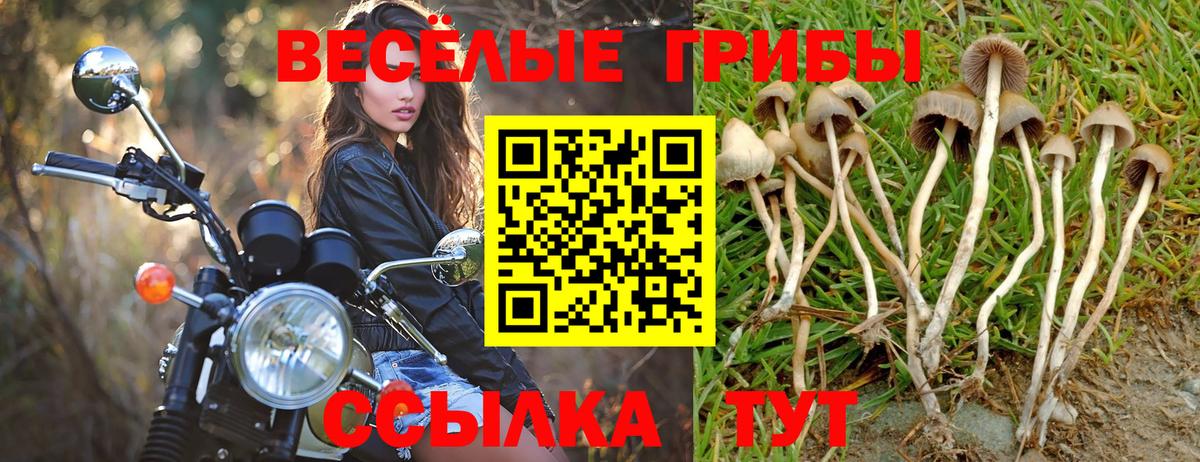 Псилоцибиновые грибы Cubensis  Вход с VPN  Ейск 